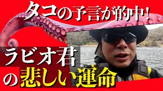 タコの予言が的中！それに対しての人間の仕打ちは運命なのか。二匹目のドジョウならぬ二匹目のタコの話。│上念司チャンネル ニュースの虎側