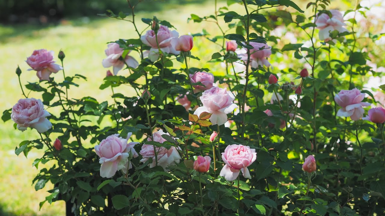 Mauritia by Rosen Tantau - The most awarded Hybrid Tea rose in recent years