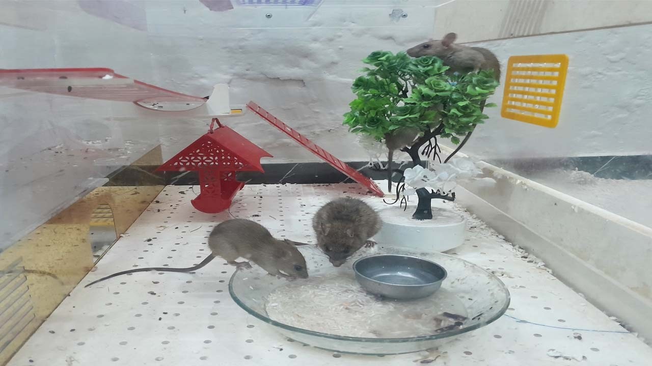 3HR Mouse Video for Cats 🐭 | Keep Your Cat Busy & Happy