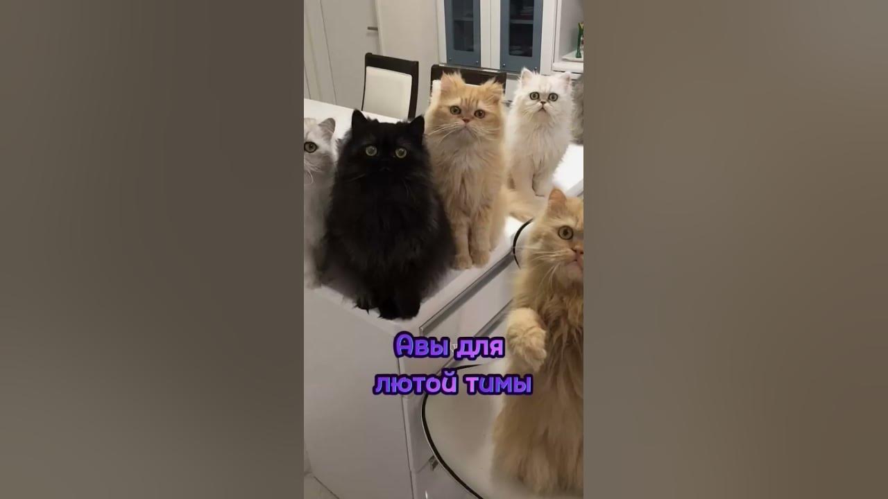 Авы для лютой тимы, сделал сам☺ - YouTube