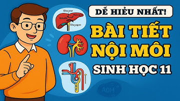 Bài Tiết & Cân Bằng Nội Môi – Kiến Thức Sinh Học 11 Dễ Hiểu Nhất!