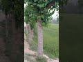 سوڑیزی پایان پشاور #peshawar #pakhtoon #nature #shortvideo #travel