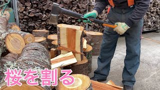 伐ったばかりなので割り易い　桜の薪割り