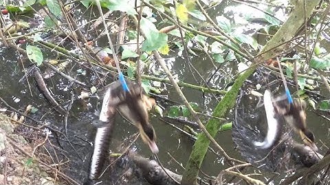 Câu cá lóc nhấp cá lóc bằng vịt, chiêm ngưỡng các pha bay lên táp liên tục quá hấp dẫn cận cảnh