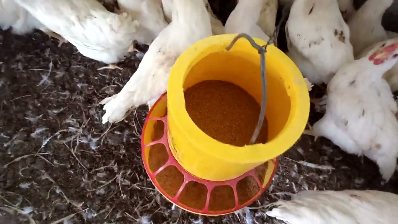 MANAJEMEN PEMBERIAN PAKAN AYAM PEJANTAN