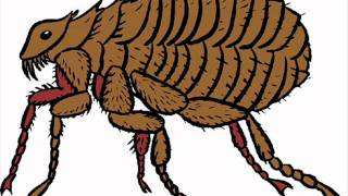 Vignette de la vidéo "El piojo y la pulga"