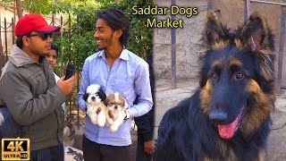 Saddar Dogs Market 10324 Karachi | German Shepherd Siberian Husky Dogs Labrador Retriever Dogs