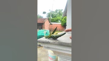 Châu Chấu Lá Dừa | Coconut Leaf Grasshopper #duduky #shortvideo #trochoi #fyp #grasshoppers