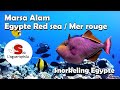 Egypte mer rouge  un vritable aquarium  egypt red sea a real aquarium