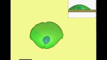 Dynamic Modeling of Cell Migration and Spreading Behaviors on Fibronectin Coated Planar Substrates