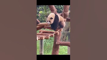 Funny Panda Videos #shorts #Funny #animals #pets #panda