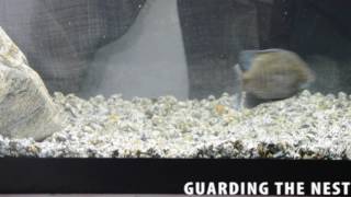 Bluegill Spawning in the Aquarium