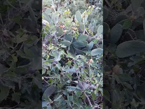 تبارك الله أشجار اشجار التين والزيتون ماشاءالله تبارك الله 