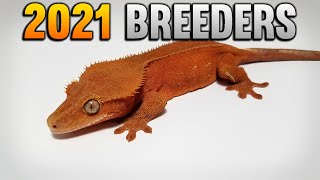 All Of My 2021 Crested Gecko Breeding Pairs!