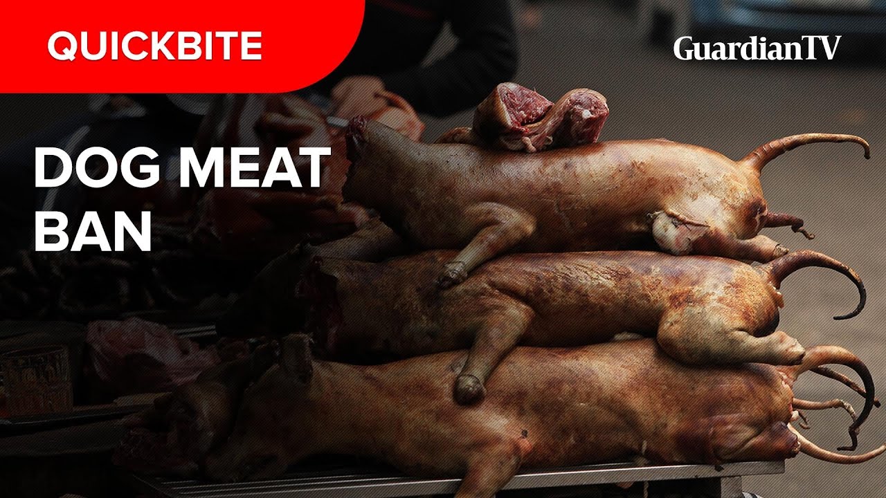 Thousands sign petition to stop consumption of dog meat in Nigeria