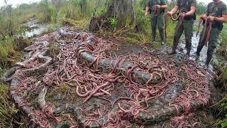 Florida's Pythons Are Being Eaten Alive From Within — And Scientists Are Stunned