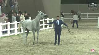 N 165 NOUR ALARYAF   ERAB Arabian Horse International Show 2024   Fillies 2 Years Old Class 5A