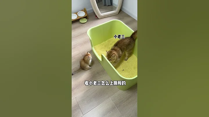 【牛奶是只猫】本以为就要学会了…结果最后也不知道它怎么那么困…哈哈哈哈 - 天天要闻