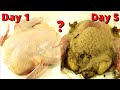 How Quickly The Maggots Eat The Chicken? Time Lapse.