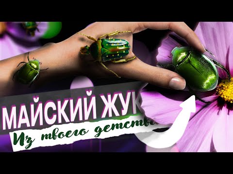 Video: Бронзовка коңузу - учуучу керемет