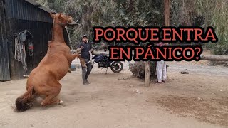 EL IMPACTO  EMOCIONAL EN LOS CABALLOS DE DEPORTE QUE SON MALTRATADOS #caballossalvajes #horse #
