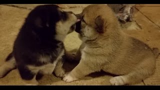 Shiba Inu New Born Puppies Started Walking- FUNNY by Shiba Inu 202 views 7 years ago 59 seconds