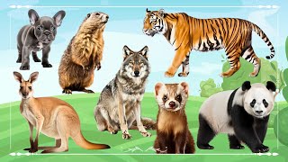 Cute Little Farm Animal Sounds: Dog, Tiger, Beaver, Kangaroo, Wolf, Panda & Ferret - Animal Moments