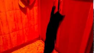 Open. Котёнок открывает дверь в 5 раз большую его самого! For kids! Open. Котёнок открывает дверь в 5 раз большую его самого! For kids!