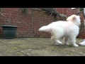 White German Shepherd dog playing - Luna first time out