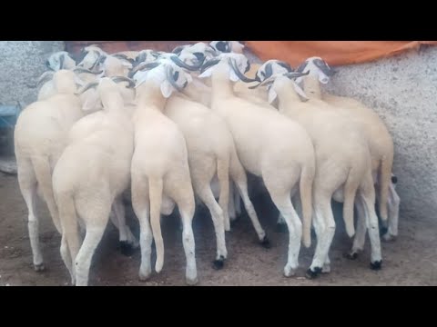 20 خروف صردي للبيع عند العلمي التمن1600 درهم