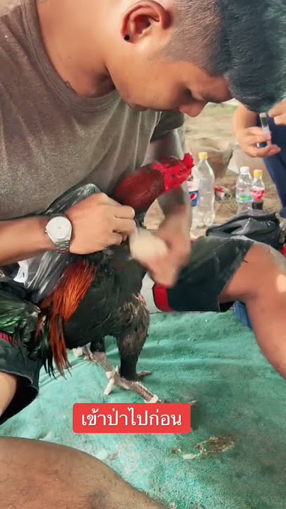 cara memandikan ayam di thailand,dengan mudah (part1)