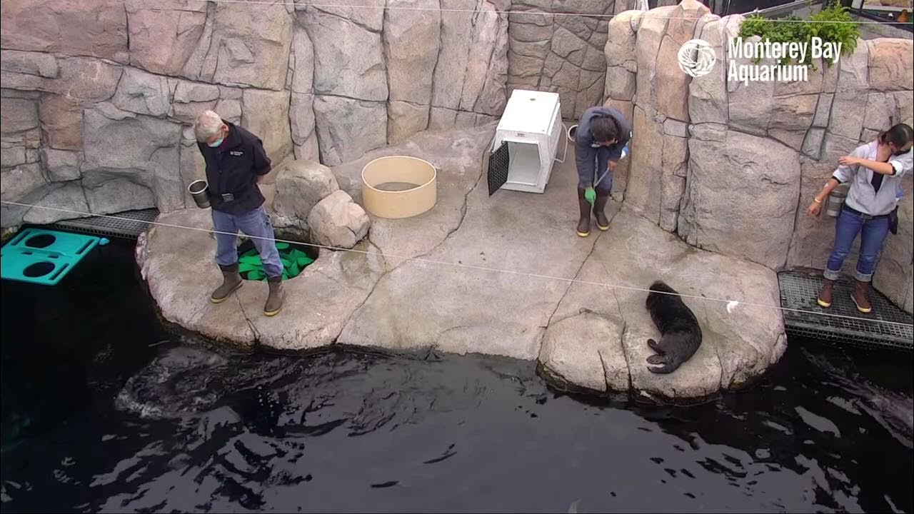 Live Sea Otter Cam Feedings - Monterey Bay Aquarium - YouTube