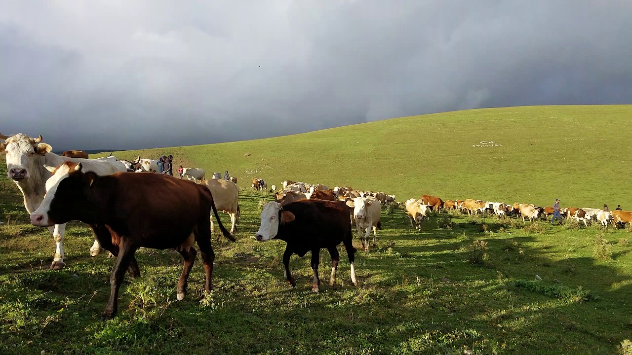 Malın Önü 2 /  / Yukarı Gündeş Yaylası-Damal-Ardahan