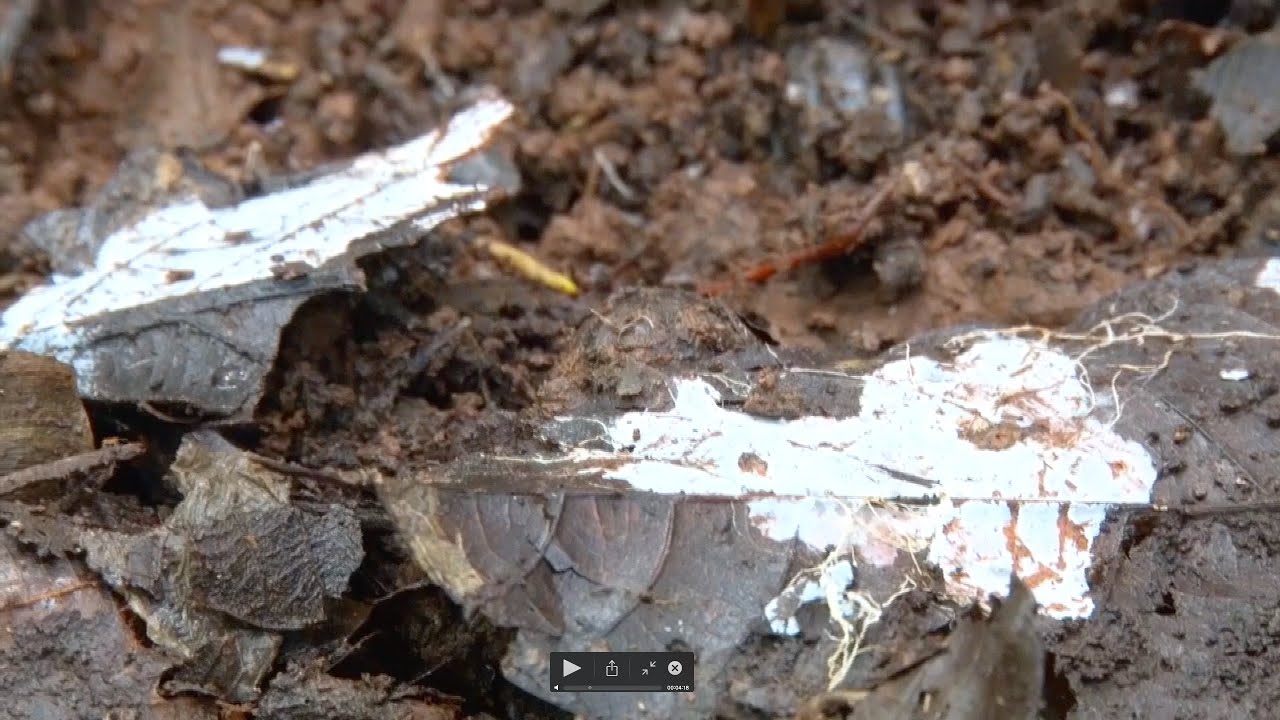 Microorganismos de Montaña