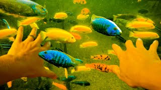 Swimming with African Cichlids - Epic Tour of Kamp Kenan