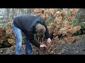 How to prune a hydrangea paniculata