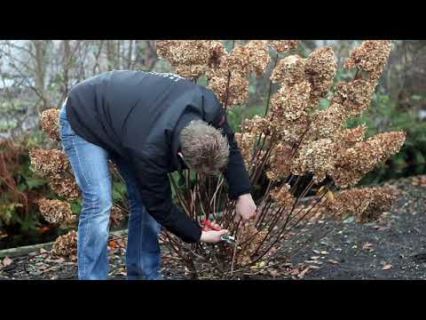 Video: Hydrangea paniculata: dikim ve bakım