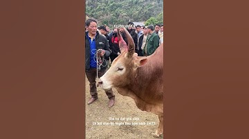 Đẹp không góc chết chú Bò Uy lực, dũng mãnh đạt giải nhất Lễ Hội Chọi Bò huyện Bảo Lâm năm 2025