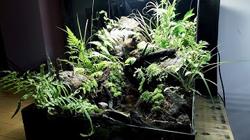 Set up paludarium with long stream natural - Bể bán cạn với dòng suối dài tự nhiên