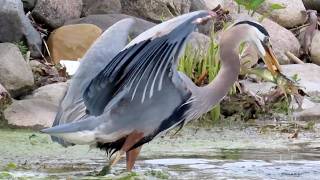 Shocking Speed: Great Blue Heron Spears and Swallows Monster Fish!