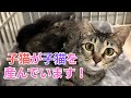 【131】生後半年で妊娠、子猫の体で出産し子育てに命を削る外の猫達。今季第1号の子猫兄妹の幸せ報告㊗️