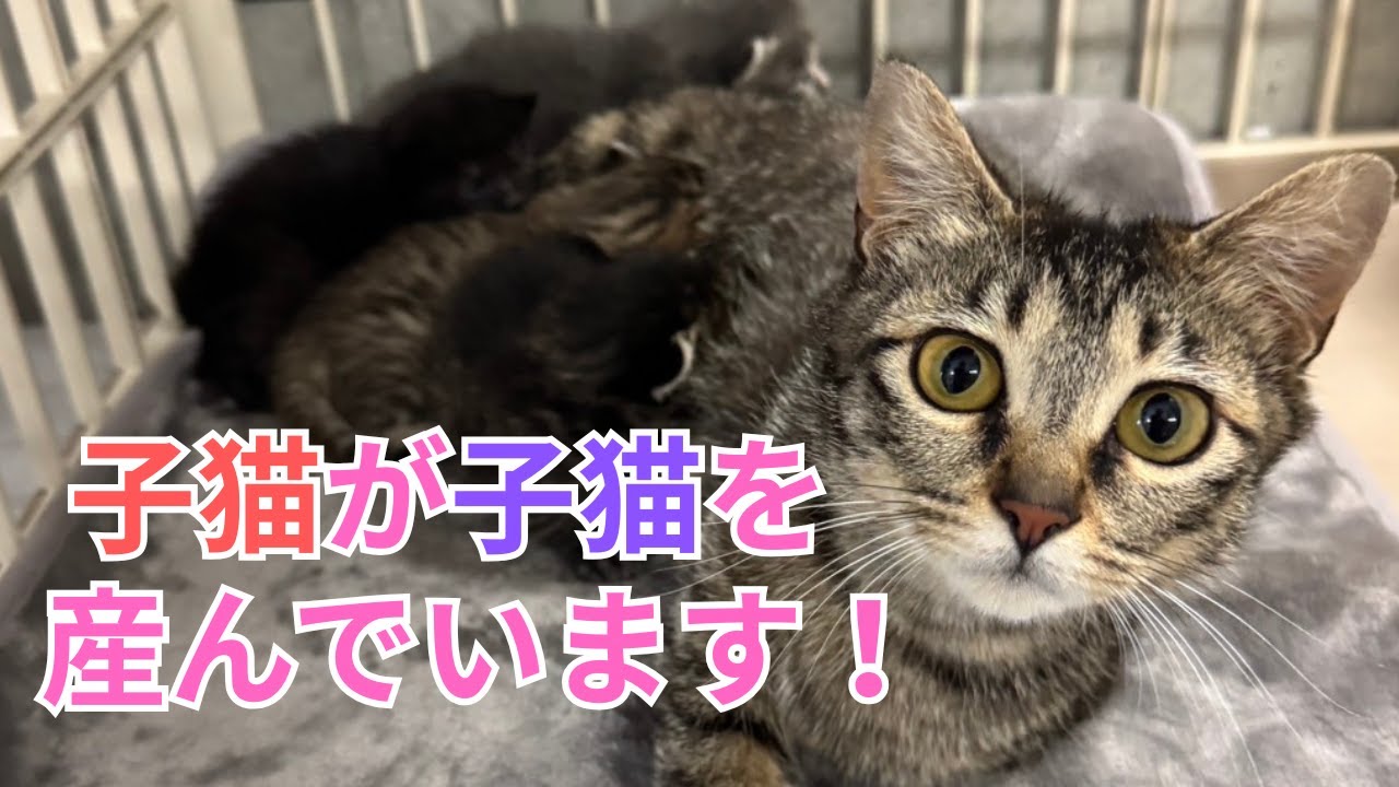 【131】生後半年で妊娠、子猫の体で出産し子育てに命を削る外の猫達。今季第１号の子猫兄妹の幸せ報告㊗️