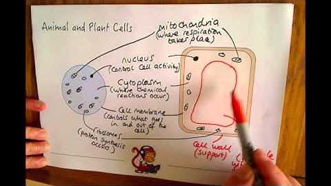 Additional Biology (B2) Cells