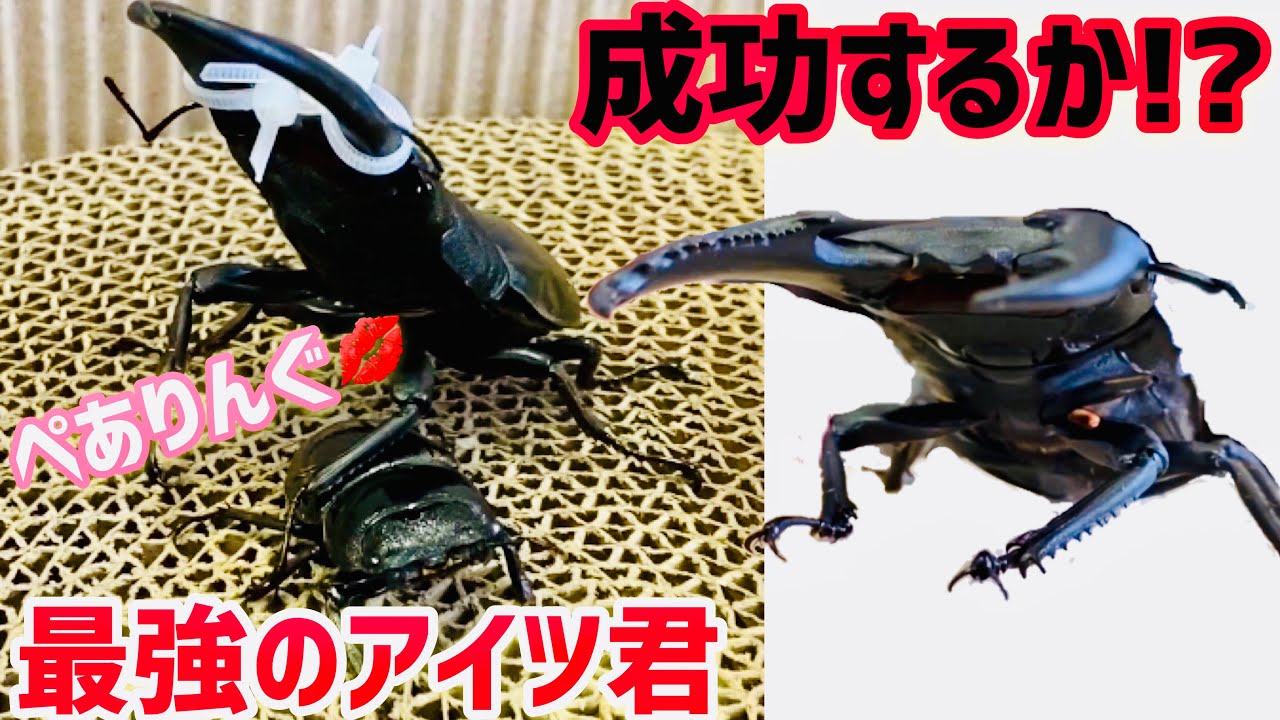 カブトムシ】【クワガタ】最強のくわがた！ペアリング成功するか