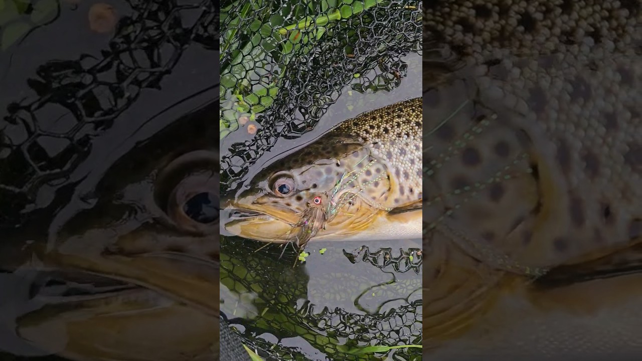 Big Irish trout on Impact Fly Fishing Co. Mary Banger articulated Streamer