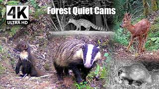 Baby Badgers Appeared… Then the Forest Came Alive