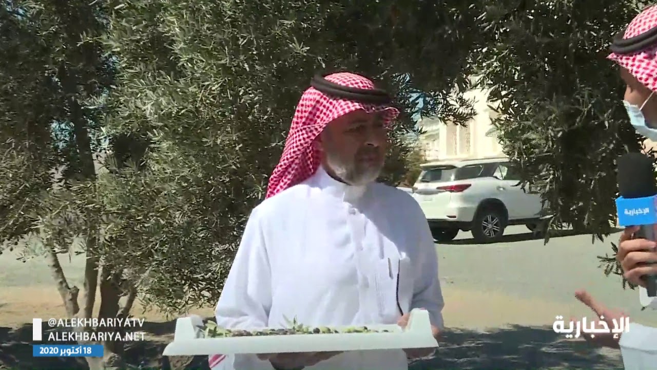 نجاح زراعة أشجار الزيتون في #عسير