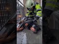 So wurde ein Hund vor dem Tod gerettet