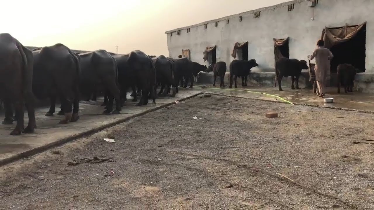 Wasim Khan dairy farm Islamabad Part 2 YouTube