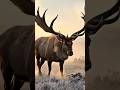 Megaloceros: O Maior Cervo que Já Existiu